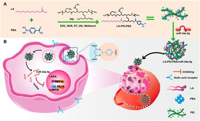 Targeted delivery of miR-34a-5p by phenylborate-coupled polyethylenimide nanocarriers for anti-KSHV treatment